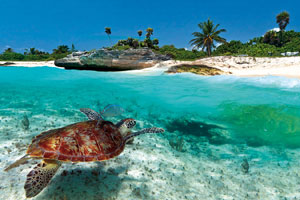 turtle in the caribbean