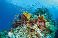 Sahl Hasheesh's bright and exotic diving spots