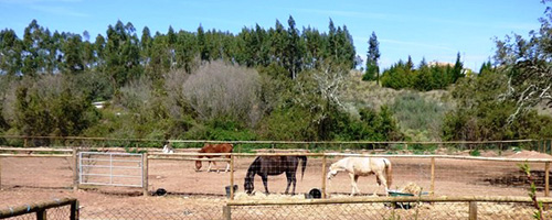 stables and horses in portugal