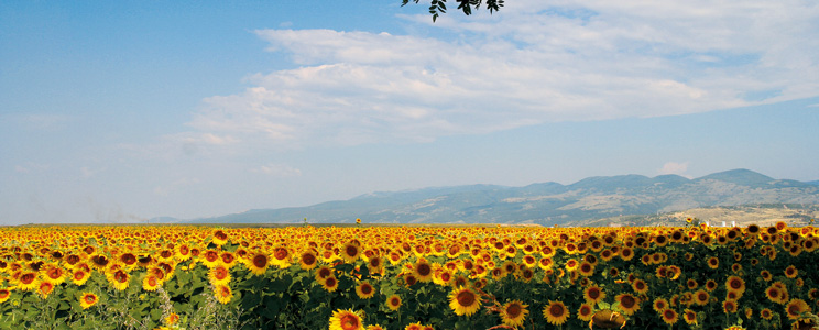 Bulgaria countryside