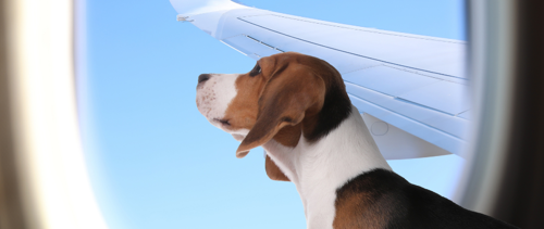 Taking your dog to France from the UK: what you need to know