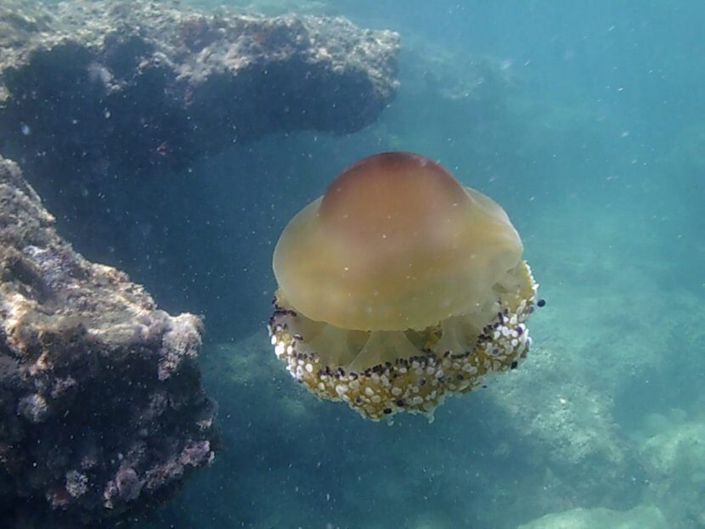 Image No.22-Appartement de 2 chambres à vendre à Pilar de la Horadada