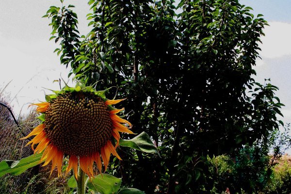 Image No.15-3 Bed Villa for sale