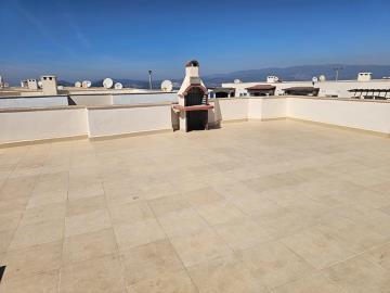 TC1963-root-top-view