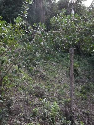 Image No.4-Land for sale