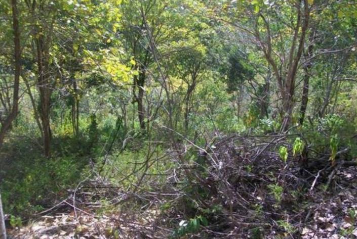 Image No.4-Terre à vendre à Micoud