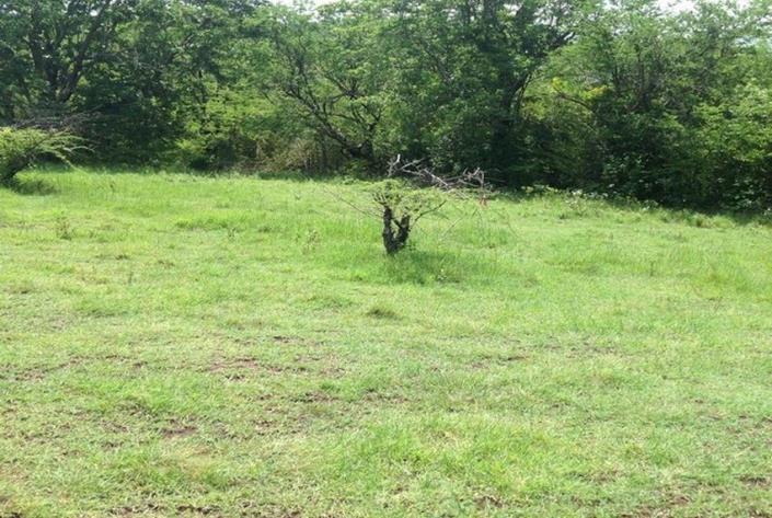 Image No.5-Terre à vendre à Cap Estate