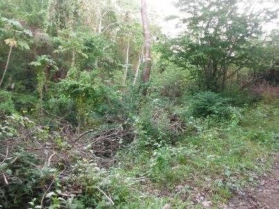 Image No.6-Terre à vendre à Marigot Bay