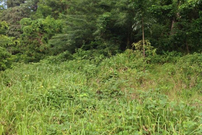 Image No.2-Terre à vendre à Gros Islet