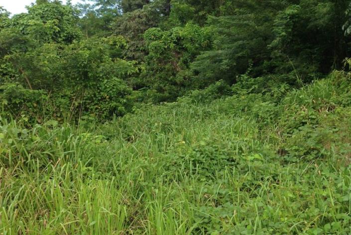 Image No.5-Terre à vendre à Gros Islet