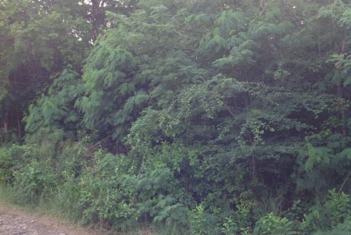 Image No.3-Terre à vendre à Gros Islet