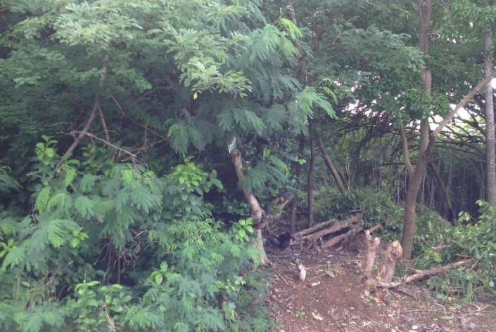 Image No.7-Terre à vendre à Gros Islet