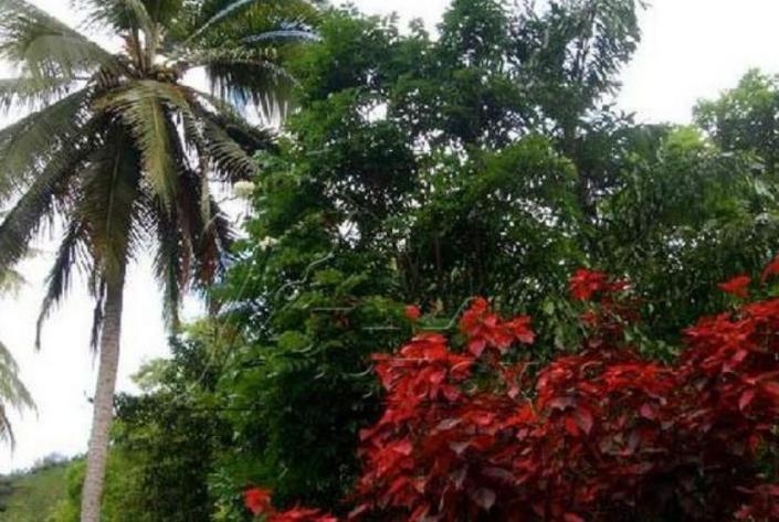 Image No.2-Terre à vendre à Micoud