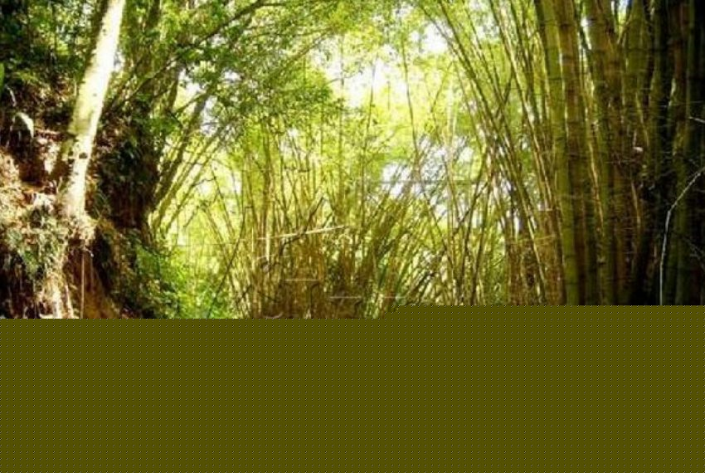 Image No.4-Terre à vendre à Micoud