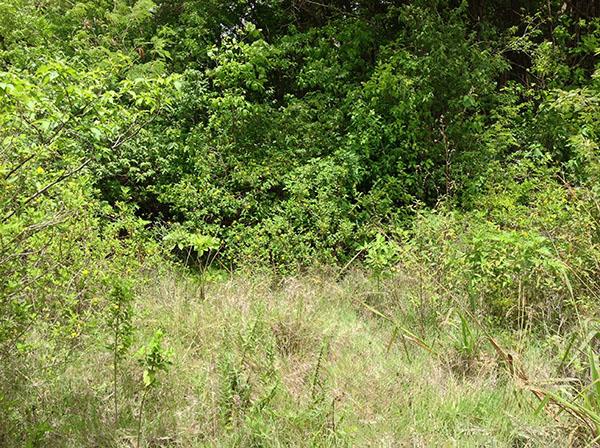 Image No.5-Terre à vendre à Beausejour