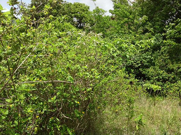 Image No.6-Terre à vendre à Beausejour