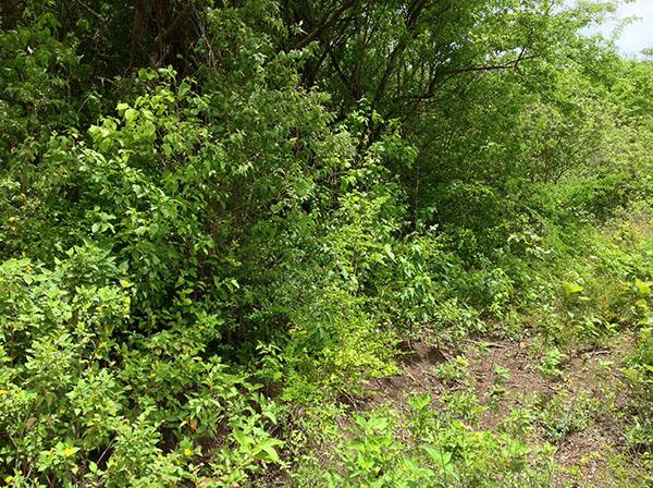 Image No.7-Terre à vendre à Beausejour