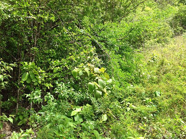 Image No.8-Terre à vendre à Beausejour