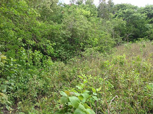 Image No.9-Terre à vendre à Beausejour