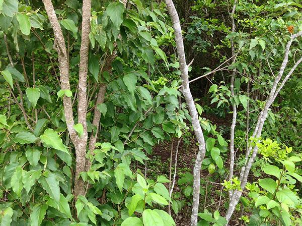 Image No.10-Terre à vendre à Beausejour