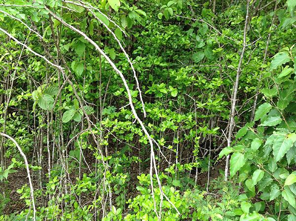 Image No.11-Terre à vendre à Beausejour