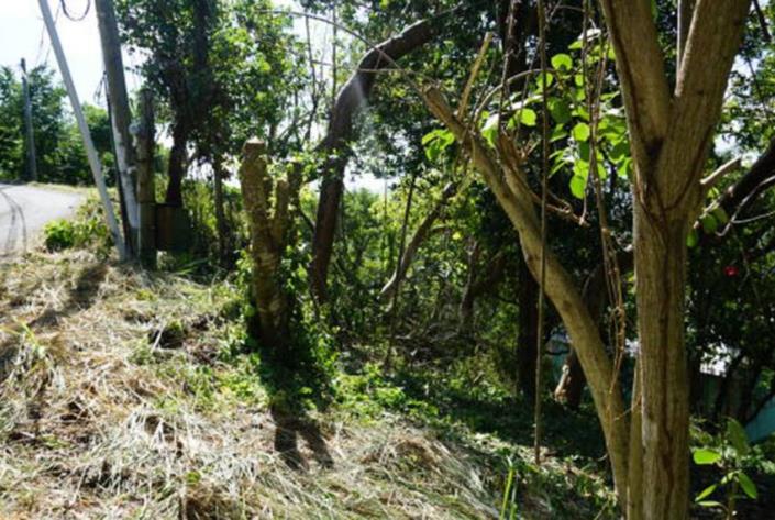 Image No.6-Terre à vendre à Cap Estate