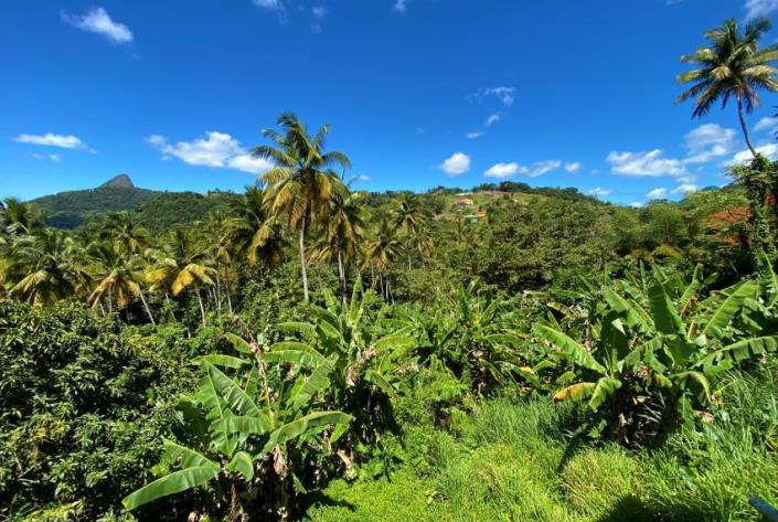 Image No.4-Terre à vendre à Soufrière