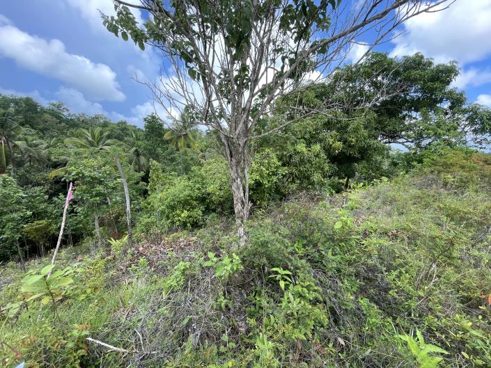 Image No.2-Terre à vendre à Vieux Fort