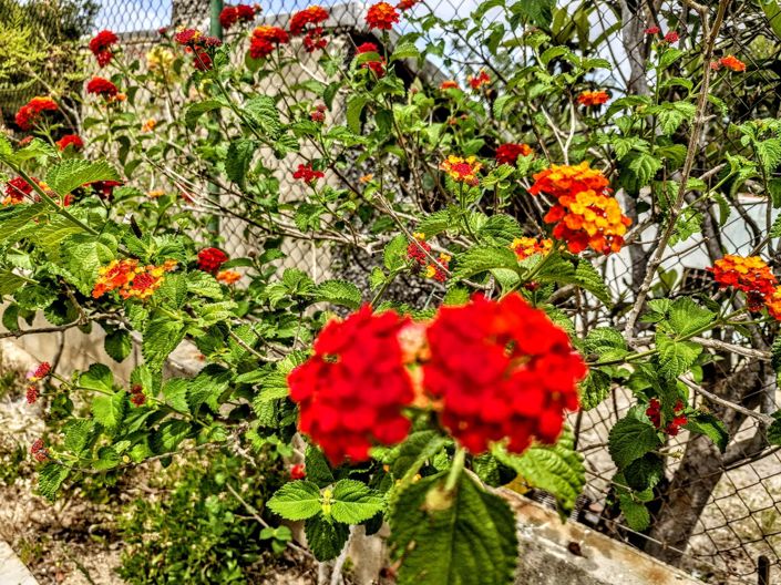 Image No.31-Villa de 4 chambres à vendre à Montserrat