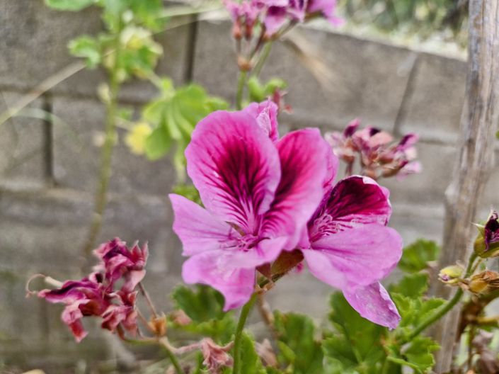 Image No.32-Villa de 4 chambres à vendre à Montserrat