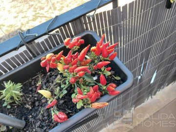 apartment-salsa--apartment-for-sale-in-paloma