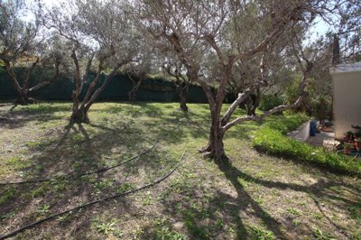 12reargardenolivegrove-1742821666