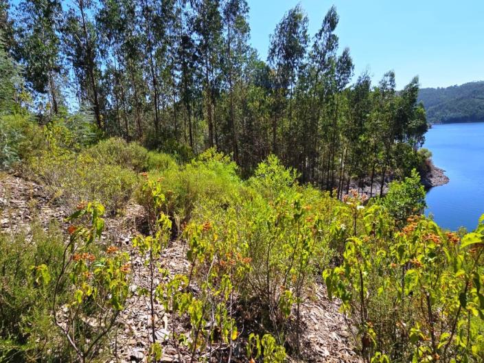 Image No.6-Terre à vendre à Pampilhosa da Serra