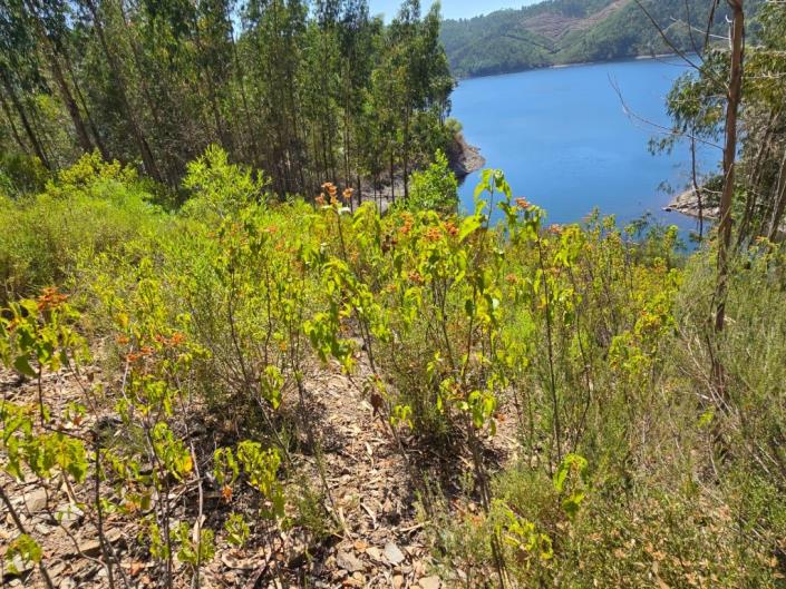 Image No.5-Terre à vendre à Pampilhosa da Serra