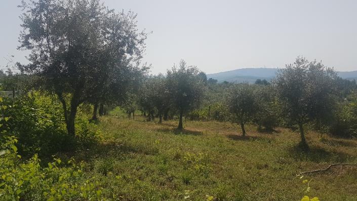 Image No.4-Plot for sale