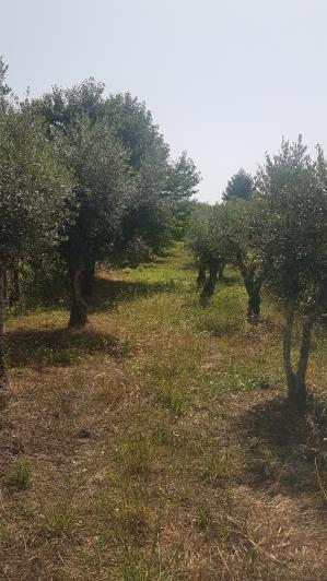 Image No.14-Plot for sale