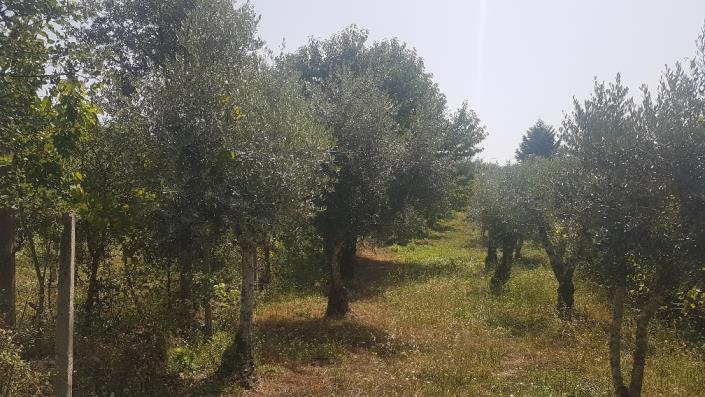 Image No.15-Plot for sale