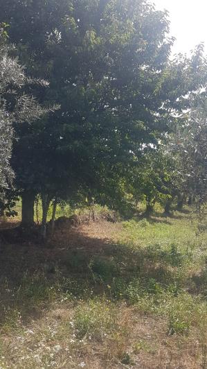 Image No.17-Plot for sale