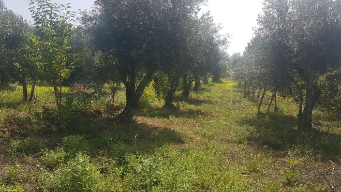 Image No.18-Plot for sale