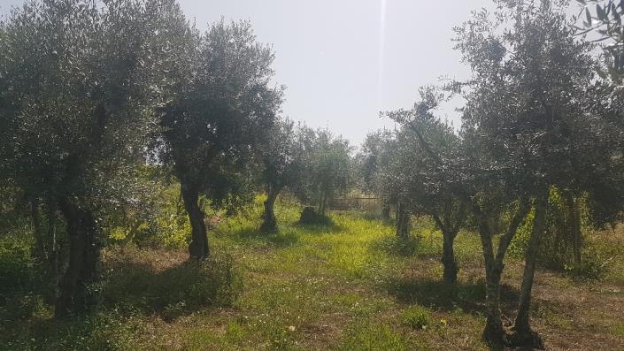 Image No.22-Plot for sale