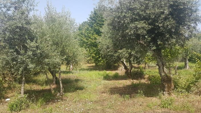 Image No.23-Plot for sale