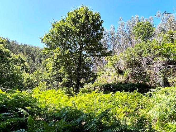 Image No.13-Terre à vendre à Góis