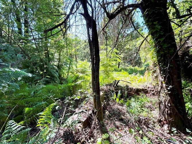 Image No.14-Terre à vendre à Góis