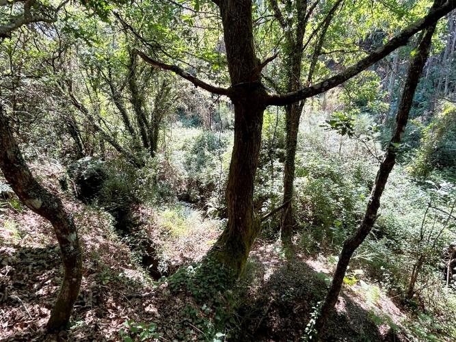 Image No.18-Terre à vendre à Góis