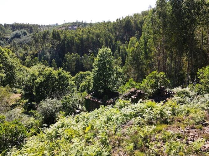 Image No.19-Terre à vendre à Góis