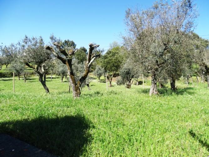 Image No.46-3 Bed House for sale