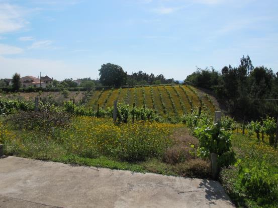 Image No.6-Maison de campagne à vendre à Sertã