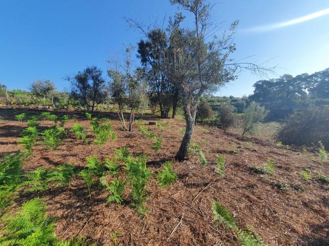 Image No.10-Plot for sale