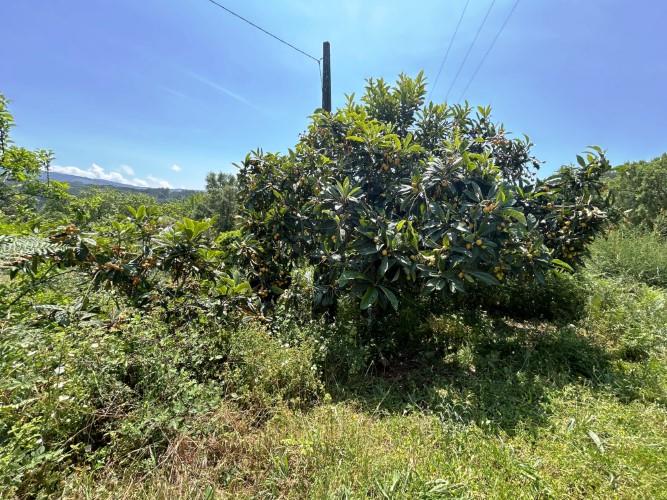 Image No.11-Terre à vendre à Pedrógão Grande