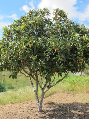 Image No.19-Maison de 5 chambres à vendre à Figueiró dos Vinhos